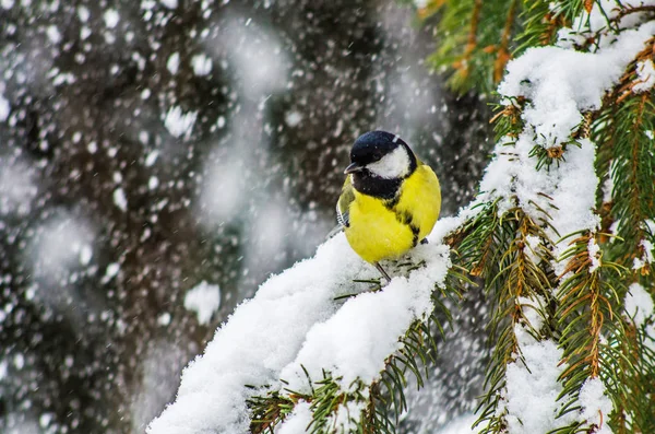 Kar blizzard, soğuk hava, bir baştankara dal