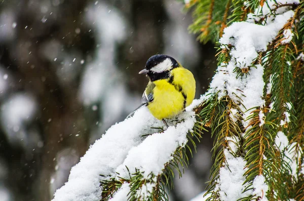 Pájaro Tiempo Nevado Sentarse Ramas —  Fotos de Stock