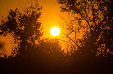 Ağaçların dalları sayesinde akşam güneş