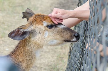 Hayvanat Bahçesi ziyaretçileri tarafından bir geyik okşamak