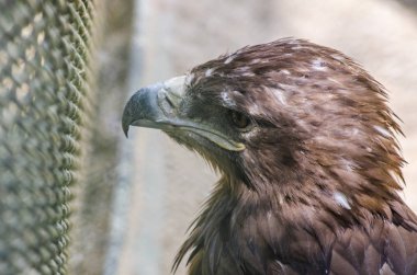 Kartal kafes üzerinden üzgün görünüyor