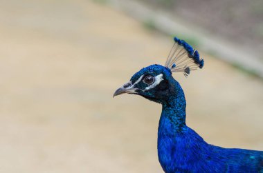 Erkek mavi tavus kuşu kafa