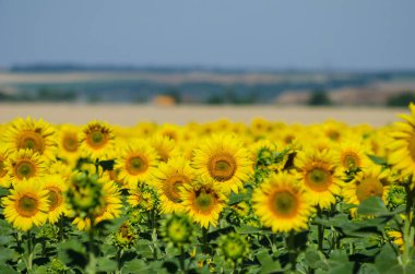 Sarı ayçiçekli tarla
