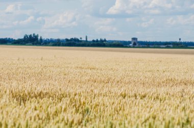 Buğday alan ön ve arka planda bir çiftlik