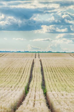 Bulutlu gökyüzü buğday alan traktör tekerlek izleri ile yukarıda
