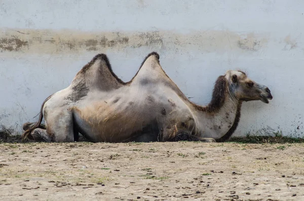 Profile Camel Wall Background — Stock Photo, Image