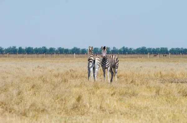 Duas Zebras Reserva — Fotografia de Stock