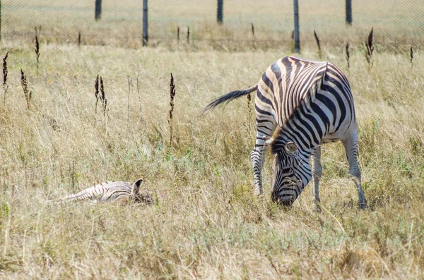 Adulto Zebra Pastagens Bebê Zebra Mentiras — Fotografia de Stock