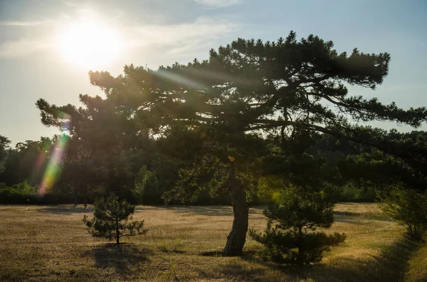 Akşam güneş ışınlarının çam