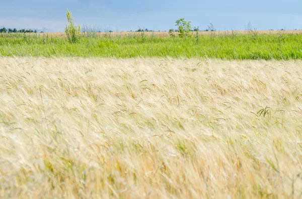 Background of a wheat field and green crops