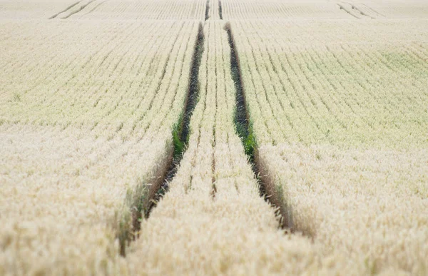 Пшеничное Поле Следами Тракторных Колес — стоковое фото