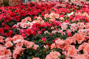 Bitkiler ve çiçekler sera içinde