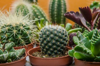 Diğer bitkilerin bir arka plan üzerinde dekoratif kaktüs