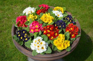 Prag'da çiçekli flowerbed