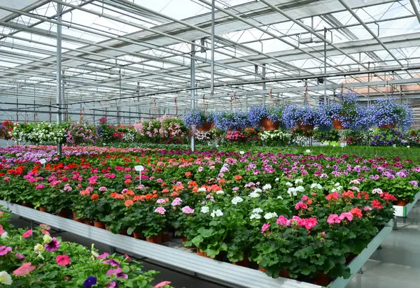 Bitkiler ve çiçekler sera içinde