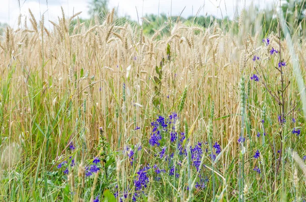 Buğday alan otlar ve çim ile