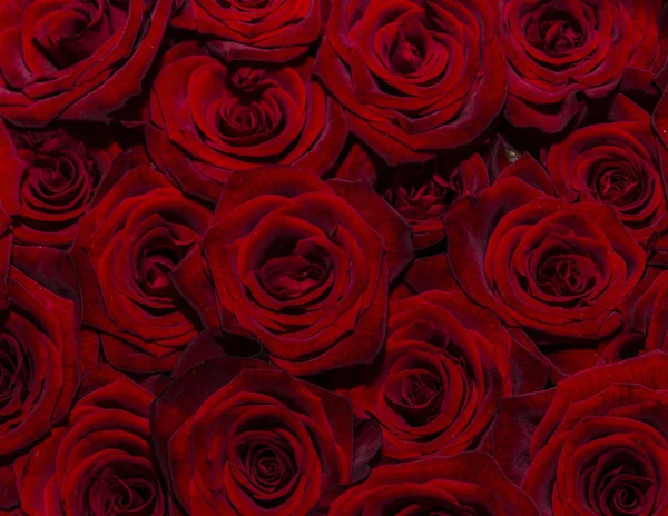 Fundo de rosas vermelhas frescas — Fotografia de Stock