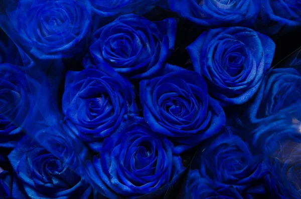 Rose blu in un mazzo — Foto Stock