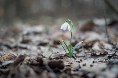 Parkta bahar kardelen