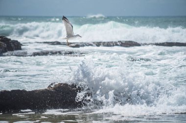 Dalgada uçan martı