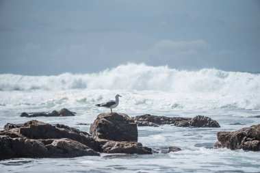 Martı dalgalar arasında bir taş üzerinde oturur