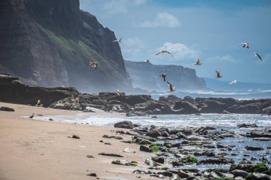 Okyanus kıyısında kuş sürüsü