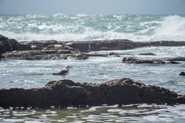 Martı dalgalar arasında bir taş üzerinde oturur