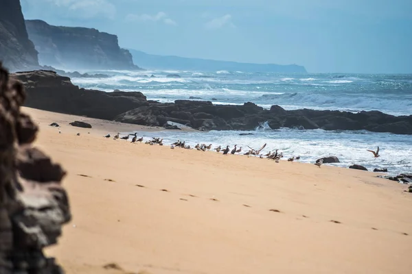 海沿岸の鳥の群れ — ストック写真