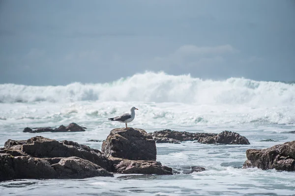 カモメは波の中の石の上に座っている — ストック写真