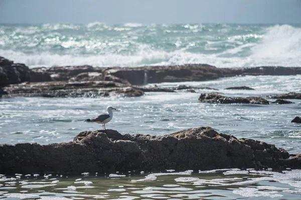 カモメは波の中の石の上に座っている — ストック写真