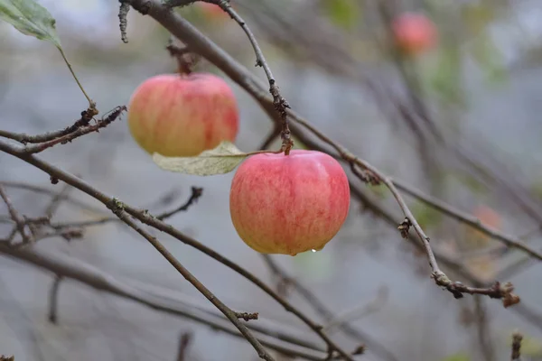 Appels Een Tak — Stockfoto