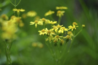 Bir yaz günü çiçek fotoğrafları.
