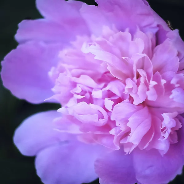 Bir Yaz Günü Çiçek Fotoğrafları — Stok fotoğraf