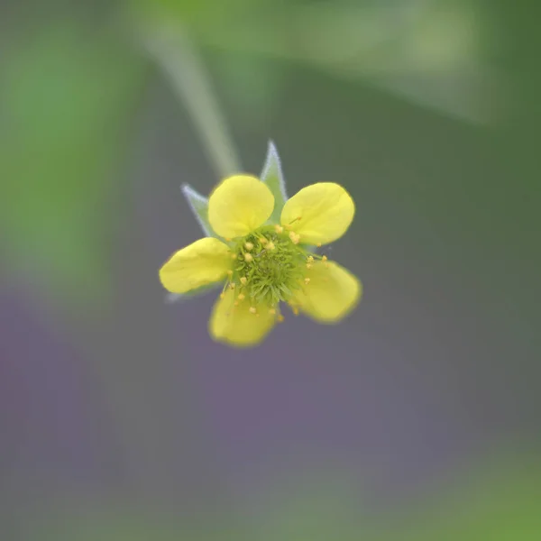 夏の日の花の写真 — ストック写真