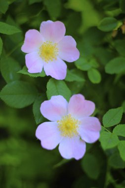 Bir yaz günü çiçek fotoğrafları.