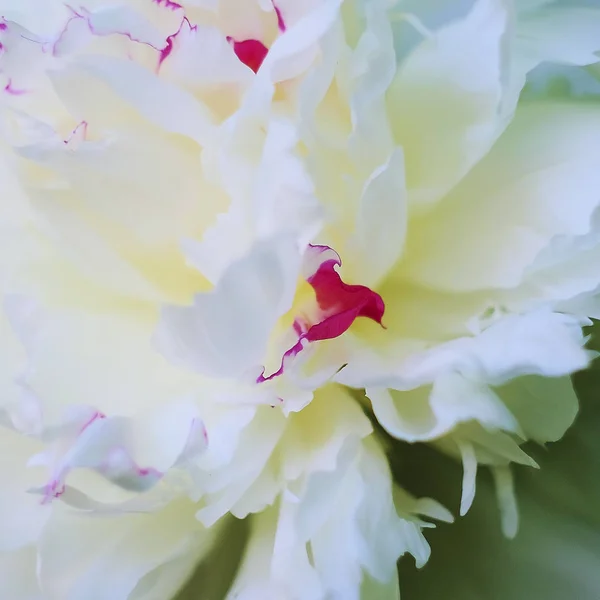 Fotos Von Blumen Einem Sommertag — Stockfoto