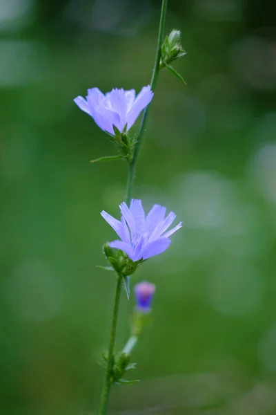 夏日花朵的照片 — 图库照片