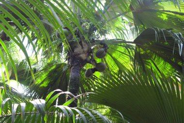 Vallee de Mai milli parkı (Unesco Mirası)