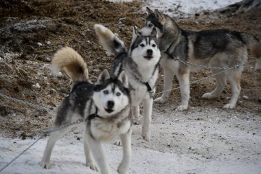 Baykal gölünde Hasky köpekleri