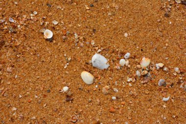 Sri Lanka 'daki Negombo kumsalı.