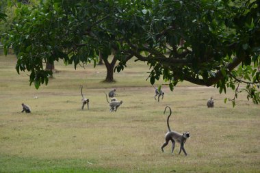Sri Lanka 'daki Anuradhapura Milli Parkı