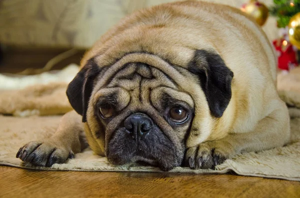 年末年始で低迷 怠け者で 退屈な犬 ペットは悲しいベージュ フォーンのパグです 太い部屋犬クリスマス ツリー近く置きます 背景には従来の休日の家 — ストック写真