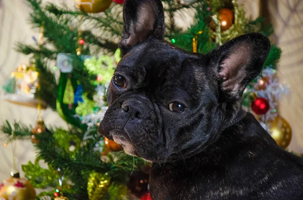 portrait of face dog at new year holidays. pet is black, young French bulldog. room dog lay near christmas tree. background is traditional holiday home. merry festive eve