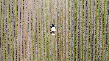 Bir traktör bir bağ, Loire Atlantique üzüm hasat hava fotoğrafı