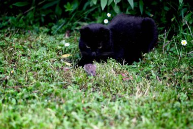 Black cat hunting a little field mouse clipart