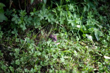 Photography of a little field mouse in a bush clipart