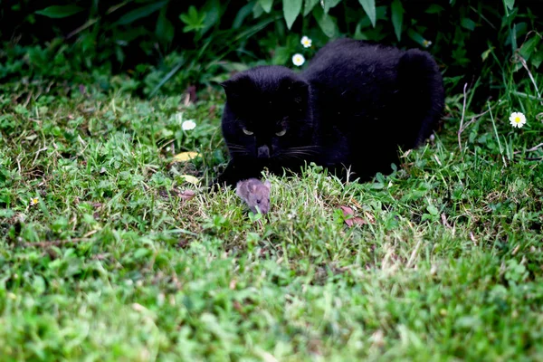 Чорний Кіт Полює Маленьку Польову Мишу — стокове фото