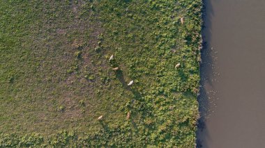 Günbatımında bir alanda otlayan ineklerin hava atış