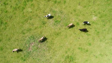 Fransa bir alanda otlayan ineklerin hava atış