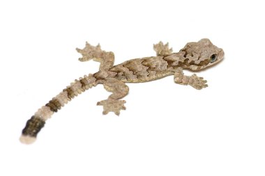 Kuhl gecko veya beyaz arka plan üzerinde izole ortak uçan gecko (Ptychozoon kuhli) closeup uçuyor.
